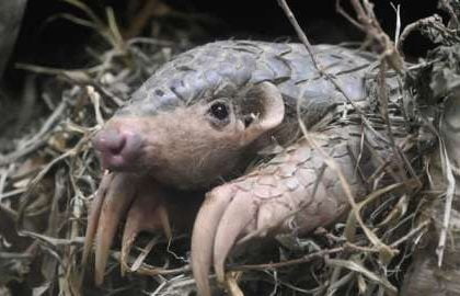 Nigeria Burns $1.4m Worth Of Pangolin Scales MediaageNG Nigeria has burned $1.4m (£1.2m) worth of pangolin scales, say officials.