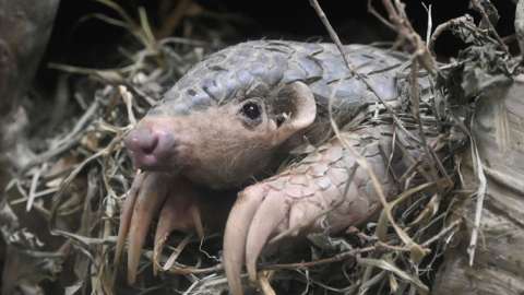 Nigeria Burns $1.4m Worth Of Pangolin Scales MediaageNG Nigeria has burned $1.4m (£1.2m) worth of pangolin scales, say officials.