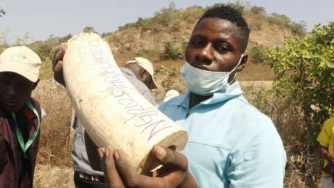 Nigeria Destroys $11m Worth Elephant Tusks MediaageNG ABUJA, Nigeria - Mediaage NG News - The Nigerian Environment Minister has revealed that the government has destroyed an $11m (£7m) stockpile of confiscated elephant tusks that had been smuggled from various African countries.