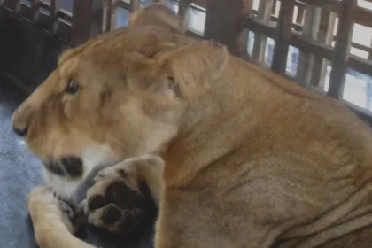 Zookeeper Mauled By Lion In Southwest Nigeria MediaageNG According to the Nigerian police, a 35 year old zookeeper has been killed by a lion in Nigeria's south-western state of Ogun, after he failed to secure the locks on its enclosure when he went to feed it.