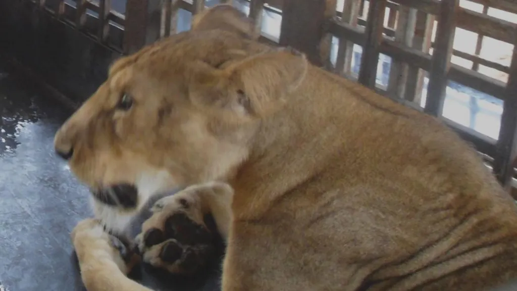 Zookeeper Mauled By Lion In Southwest Nigeria MediaageNG According to the Nigerian police, a 35 year old zookeeper has been killed by a lion in Nigeria's south-western state of Ogun, after he failed to secure the locks on its enclosure when he went to feed it.