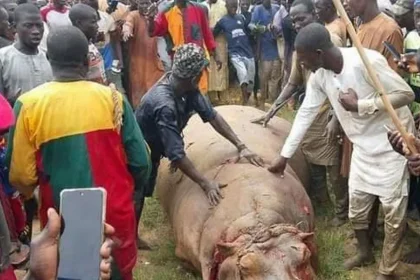 Deadly Hippo Scared Many From Coming Out For Fear of Attack MediaageNG Residents of a town in Nigeria's north-western state of Kebbi are in jubilant mood after rice farmers and fishermen killed a rare but feared hippo - along with its calf. The hunt for the hippo lasted several weeks after it killed a member of the Emir’s staff.