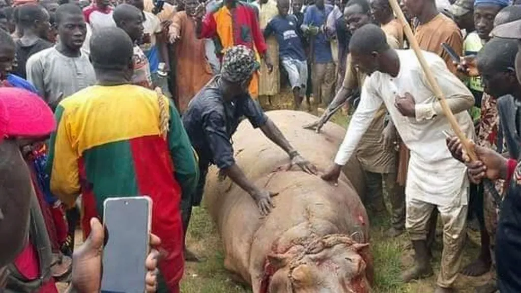 Deadly Hippo Scared Many From Coming Out For Fear of Attack MediaageNG Residents of a town in Nigeria's north-western state of Kebbi are in jubilant mood after rice farmers and fishermen killed a rare but feared hippo - along with its calf. The hunt for the hippo lasted several weeks after it killed a member of the Emir’s staff.