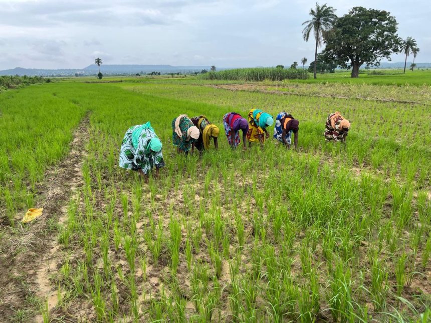 SUPPORTING A HUNDRED WOMEN IN AGRICULTURE: Niger State ACReSAL Activity in Nigeria MediaageNG Women in twenty-five communities spread across nine Local Government Areas (LGAs) of Niger State in Nigeria cultivated and sold agricultural produce but, had been chronically vulnerable economically (These 25 communities of Beji, Chibo, Dagodnagbe, Dan Zaria, Dankuwagi, Doko, Edozhigi, Emiworo, Etsutsagi, Kakakpangi, Kasakogi, Kodo, Kontagora, Kpatsuwa, Lanle, Magandu, Makusidi, Masaha, Ndayako, Tungan Gari, Tungan Kawo, Tungan Wawa, Wushishi, and Zungeru are located in the 9 LGAs of Bosso, Chanchaga, Gbako, Katcha, Kontagora, Lavun, Mokwa, Paikora, and Wushishi).