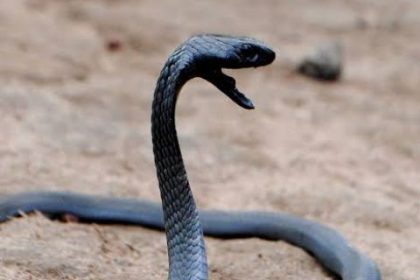 We Were Terrorised With Snakes - Kidnapped Victims MediaageNG Some victims of kidnapping in Nigeria who were recently released say snakes were used to terrorise them to call friends and families into raising ransoms to get them freed.