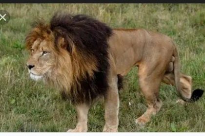 Lion Attack: Den Not Properly Locked MediaageNG The Public Relations Officer of the Obafemi Awolowo University in Ile-Ife, Osun State Abiodun Olanrewaju has revealed that a university lecturer who was attacked and killed by a lion was as a result of the den not properly locked.