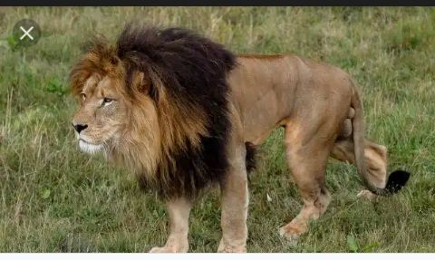 Lion Attack: Den Not Properly Locked MediaageNG The Public Relations Officer of the Obafemi Awolowo University in Ile-Ife, Osun State Abiodun Olanrewaju has revealed that a university lecturer who was attacked and killed by a lion was as a result of the den not properly locked.