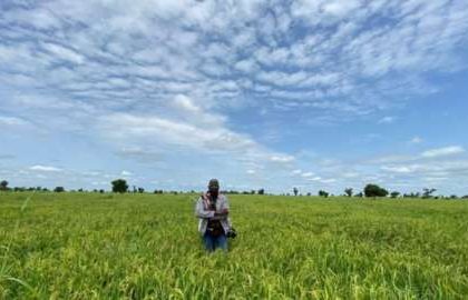 Attack On Farmers Threatens Food Security MediaageNG Charity organisation, Save the Children says armed gangs attacking Nigerian farmers is threatening to result to a devastating hunger crisis.