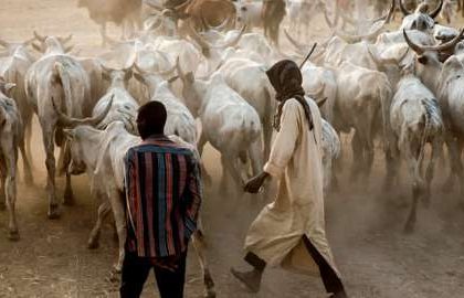 Nigeria's Agriculture Ministry Confirms Outbreak of Anthrax MediaageNG Abuja, July 17 (Mediaage NG) - Nigeria's Agriculture Ministry has confirmed the outbreak of Anthrax symptoms of the disease was discovered in a farm in Gajiri, along the Abuja-Kaduna highway in Niger state.The farm has been placed under quarantine with dozens of cattle, sheep, goats and poultry on it. 50,000 doses of anthrax vaccine have been sent to the area.