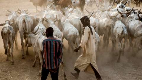 Nigeria's Agriculture Ministry Confirms Outbreak of Anthrax MediaageNG Abuja, July 17 (Mediaage NG) - Nigeria's Agriculture Ministry has confirmed the outbreak of Anthrax symptoms of the disease was discovered in a farm in Gajiri, along the Abuja-Kaduna highway in Niger state.The farm has been placed under quarantine with dozens of cattle, sheep, goats and poultry on it. 50,000 doses of anthrax vaccine have been sent to the area.