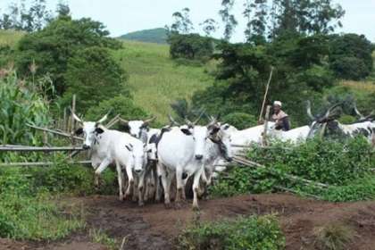 MediaageNG No Fewer Than 160 Killed, 300 Injured In Attacks In Central Nigeria PLATEAU, Nigeria - Mediaage NG News - The death toll in weekend attacks in the central Nigerian state of Plateau on Tuesday rose to 160, while at least, 300 persons remain injured, local sources say, in a region where clashes between herders and farmers are common.